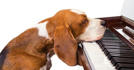 Music and Dog therapy: ταξίδι στη μουσική-συναισθηματική εμπειρία